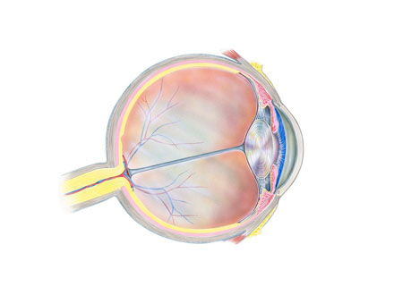 什么是视神经萎缩又有哪些预防方法(图1)