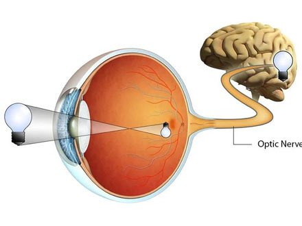 视神经萎缩平时应该注意哪些如何预防？ 