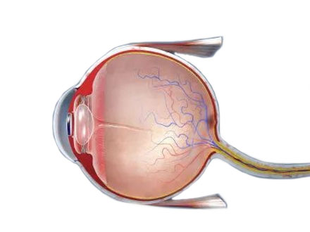 视神经萎缩的危害有哪些？
