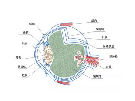 眼底视神经萎缩是怎么回事(图1)